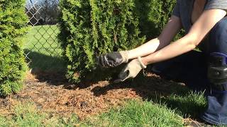 Spring Care For Arborvitae Trees [upl. by Carrie]