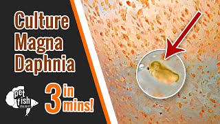 How to culture DAPHNIA MAGNA  The easy way [upl. by Bartolomeo]