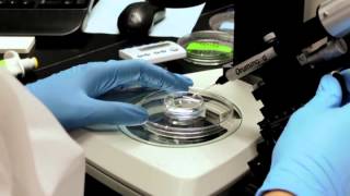 Zebrafish Microinjection Video  Full Version [upl. by Garlan]