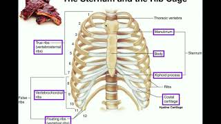 Anatomy  The Sternum Rib Cage amp Vertebrae [upl. by Elburr]