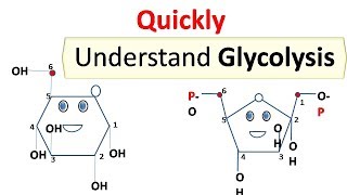 glycolysis [upl. by Devonne]