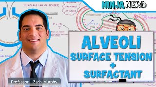 Respiratory  Surface Tension amp Surfactant in Alveoli [upl. by Hussar841]