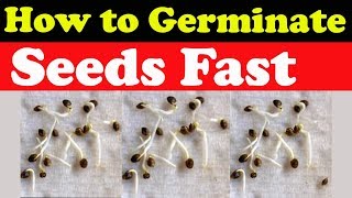 How to Germinate Seeds fast Part 2 [upl. by Magna953]