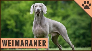 Weimaraner  All About The Dog Breed [upl. by Kamaria93]