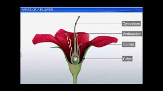 CBSE Class 11 Biology  Parts of a Flower  By Shiksha House [upl. by Gibeon]