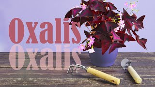 HOW to PROPAGATE OXALIS Triangularis by dividing  Watering tips [upl. by Beaston]