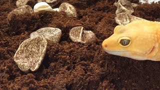 How to Incubate Leopard Gecko Eggs [upl. by Leeanne]