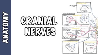 Anatomy  Cranial Nerves Overview [upl. by Ardehs]