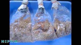 Biocontrol Biopesticides Trichoderma Hindi NIPHM [upl. by Rhianna]