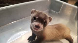 Smithsonian BlackFooted Ferret Kit Chatter [upl. by Irene]