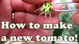 How To Make Your Own Tomato A Simple Cross [upl. by Oakes797]