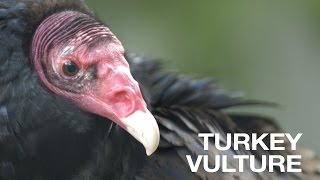 Creature Feature Turkey Vulture [upl. by Retniw872]