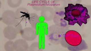 MALARIA LIFE CYCLE Plasmodium falciparum [upl. by Valenta]