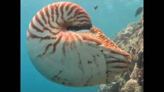 The Chambered Nautilus [upl. by Egwan]