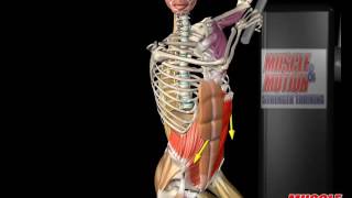 External Oblique Anatomy and Movement [upl. by Mitzie]