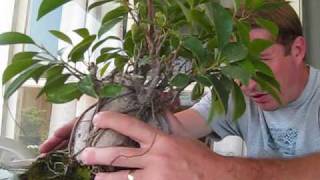 How to turn a Ginseng Ficus into a real Bonsai Tree [upl. by Suilenrac692]