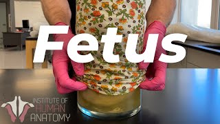 The Mysteries of The Human Fetus Explained [upl. by Asir]