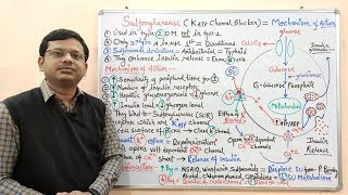 Diabetes Mellitus Part10 Mechanism of Action of Sulfonylurease  Antidiabetic Drugs  Diabetes [upl. by Nnaeinahpets422]