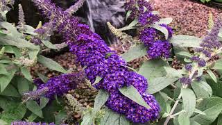 Pugster Butterfly Bush [upl. by Eintrok]