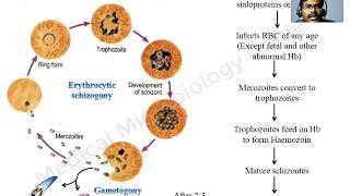 Plasmodium falciparum lecture [upl. by Enrobso]