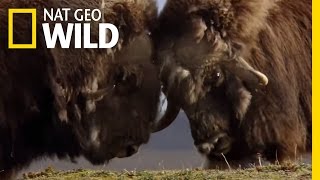 A Muskox FaceOff  Polar World [upl. by Hanafee928]