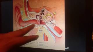 Temporal Bone Anatomy on CT Imaging w Dr David Yousem  Medality MRI Online Radiology Conference [upl. by Lalib475]