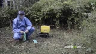 Herbicide Treatment of Japanese Knotweed [upl. by Inuat]