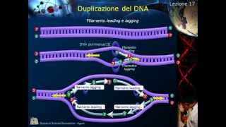 Citologia  Lezione 17 Duplicazione del DNA [upl. by Vergil]