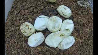 Ball Python Eggs Hatching Time Lapse [upl. by Pallaton]