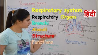 Respiratory system anatomy amp physiology in hindi  Organs  structure  functions [upl. by Rodolphe456]