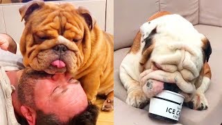 ❤️ Funny and Cute English Bulldog Doing Funny Things  4  2018  Animal Lovers ❤️ [upl. by Luebke]