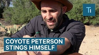 Why Coyote Peterson Stings Himself On YouTube [upl. by Yve818]