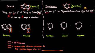 The Nitrogenous Bases  Purines and Pyrimidines [upl. by Sucramat]