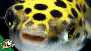 Puffer Fish Lets talk about Puffers Pufferfish  Live Stream [upl. by Atkins]