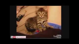 Grappige katten filmpjes 2014 compilatie [upl. by King]