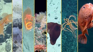 Nautilus Underwater Documentaries [upl. by Borek]