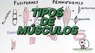 Tipos de Músculos Esqueléticos [upl. by Becket]