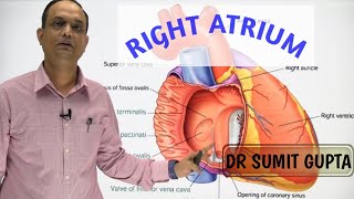 RIGHT ATRIUM OF HEART  INTERNAL FEATURES [upl. by Ioab225]