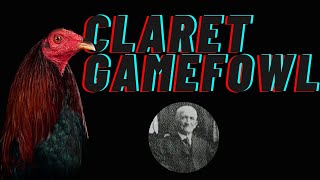 Col Madigins Claret Gamefowl [upl. by Yentuoc]