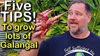 5 Tips How to Grow a Ton of Galangal in Container or Garden Bed [upl. by Atinob]