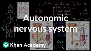 Autonomic nervous system  Organ Systems  MCAT  Khan Academy [upl. by Root]