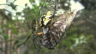 Spider Identification Orb Weavers [upl. by Brittni]