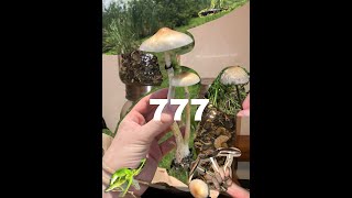 Magic Mushrooms Finding Tons of Shrooms Psilocybe Cubensis  Panaeolus Cyanescens [upl. by Anitsahs]