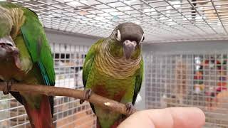 Conure à joues vertes quotPyrrhura molinaequot  EAM  Bague 025 [upl. by Nottirb]