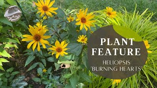 Plant Review Heliopsis Burning Hearts [upl. by Stucker]