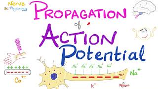 Propagation of the Action Potential  Nerve Excitability  Nerve Physiology Series [upl. by Zelma]