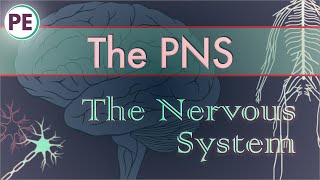 The Nervous System Peripheral Nervous System PNS [upl. by Nofpets]