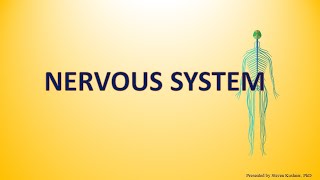 Nervous System [upl. by Airrotal]