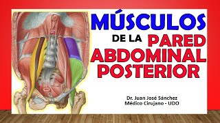 🥇 MÚSCULOS DE LA PARED ABDOMINAL POSTERIOR ¡Fácil Explicación [upl. by Dalohcin]