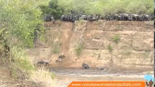 Wildebeest Migration in Kenya Masai Mara Part 2 [upl. by Gareth]